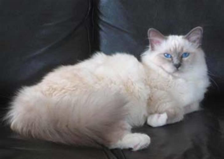 Hellig Birma Nicki * død 2007 * billede 1