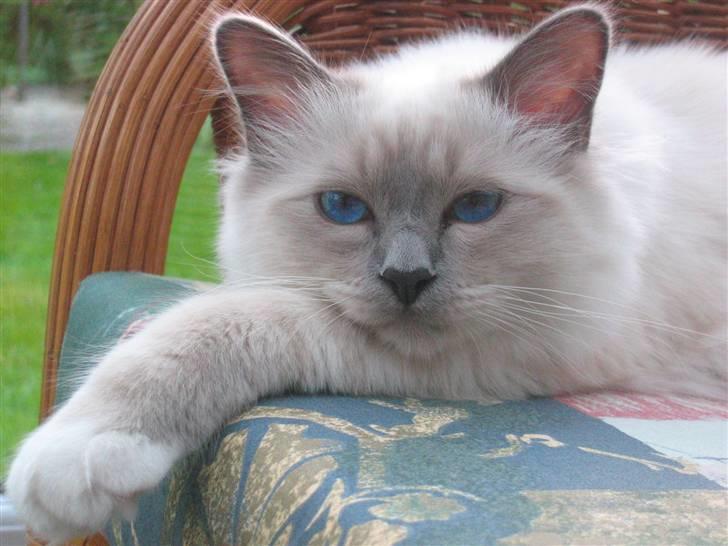 Hellig Birma Nicki * død 2007 * billede 2