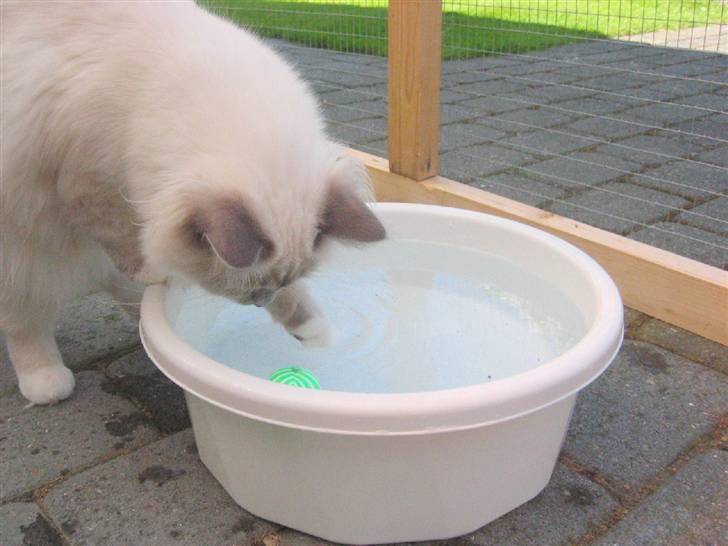 Hellig Birma Nicki * død 2007 * billede 3