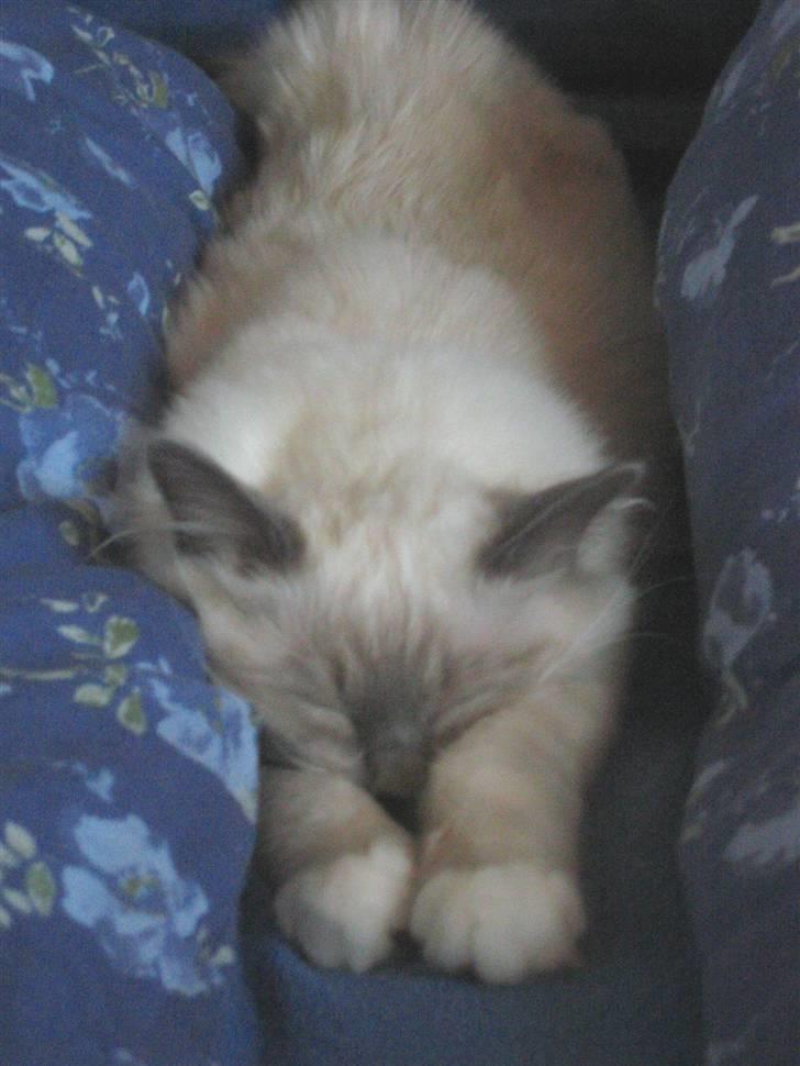 Hellig Birma Nicki * død 2007 * billede 4