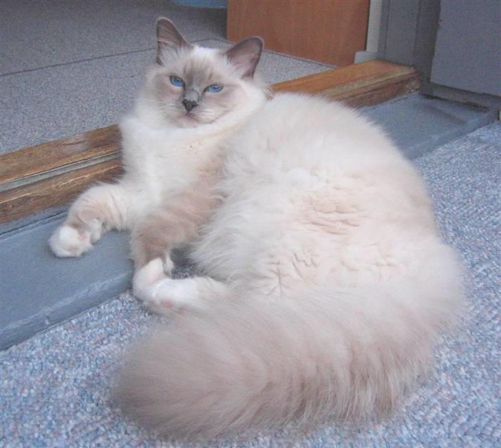 Hellig Birma Nicki * død 2007 * billede 5