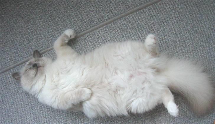 Hellig Birma Nicki * død 2007 * billede 6