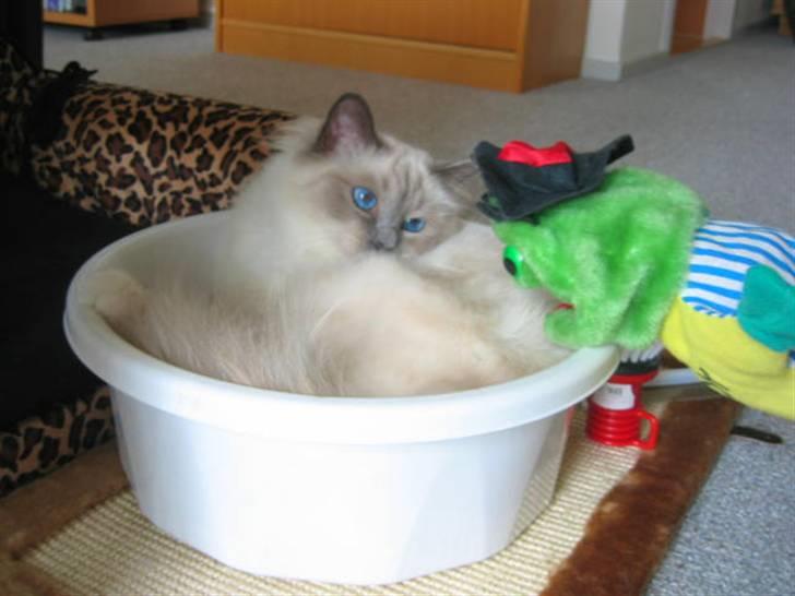 Hellig Birma Nicki * død 2007 * billede 7