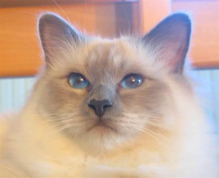 Hellig Birma Nicki * død 2007 * billede 8