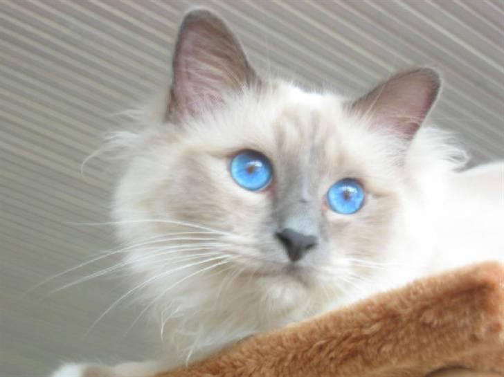 Hellig Birma Nicki * død 2007 * billede 9