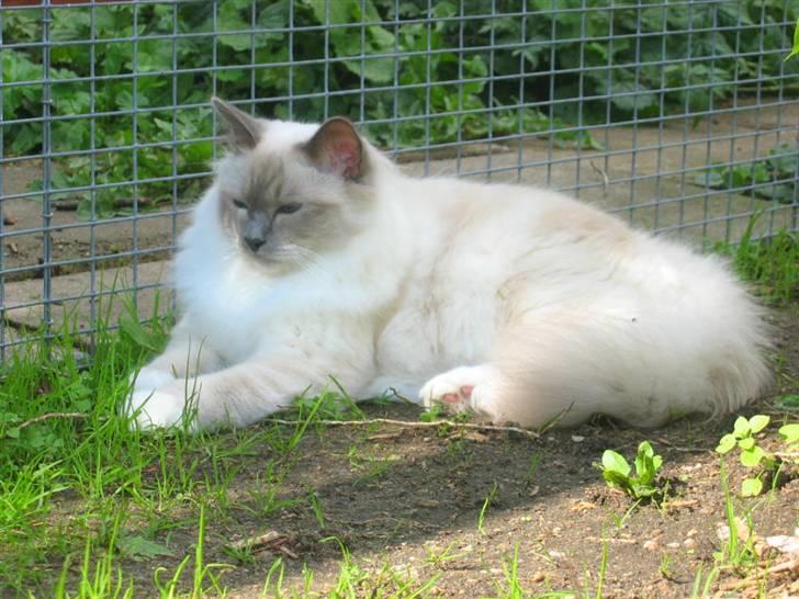 Hellig Birma Nicki * død 2007 * billede 10