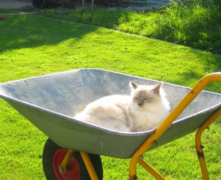 Hellig Birma Nicki * død 2007 * billede 11