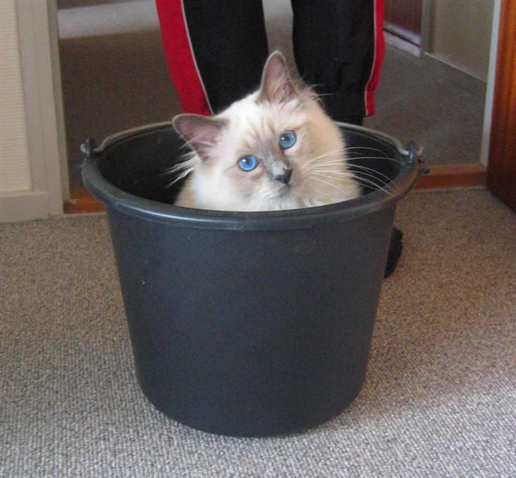 Hellig Birma Nicki * død 2007 * billede 12