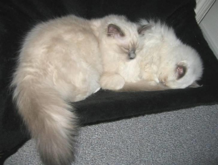 Hellig Birma Nicki * død 2007 * billede 13