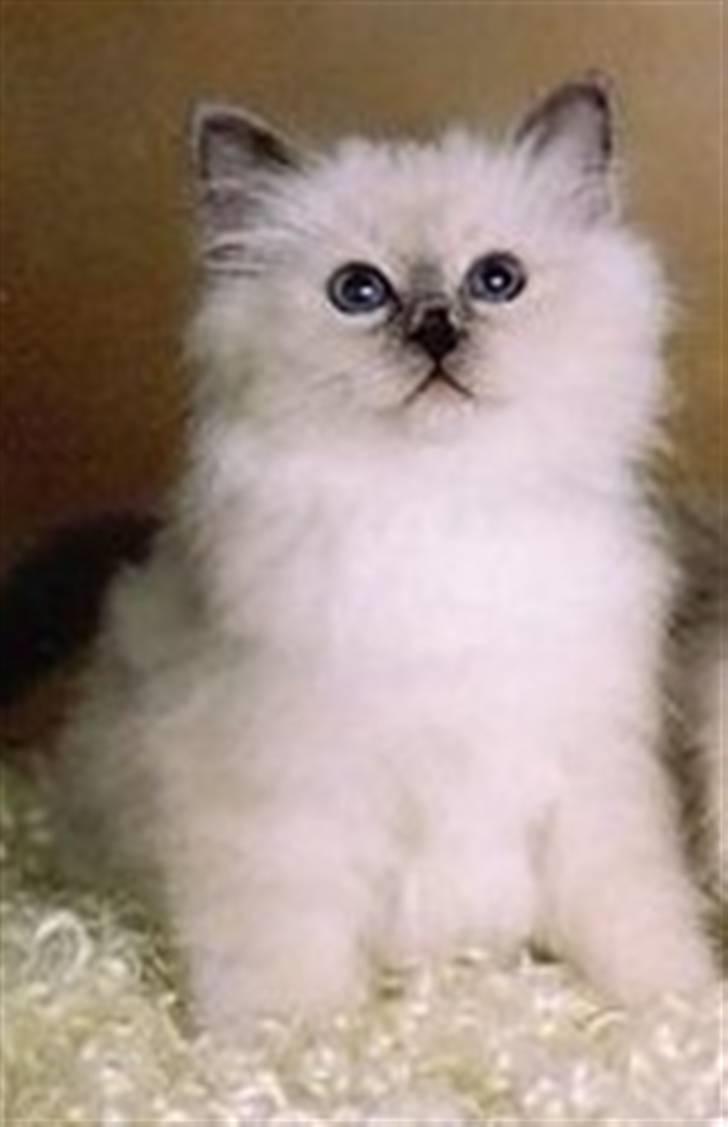 Hellig Birma Nicki * død 2007 * billede 14