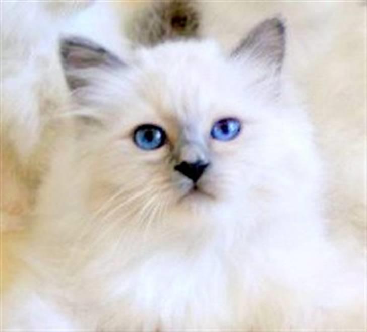 Hellig Birma Nicki * død 2007 * billede 15