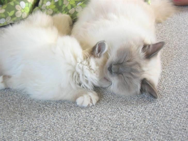 Hellig Birma Nicki * død 2007 * billede 16