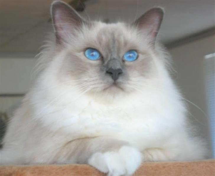 Hellig Birma Nicki * død 2007 * billede 17