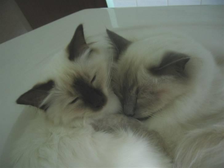 Hellig Birma Nicki * død 2007 * billede 18