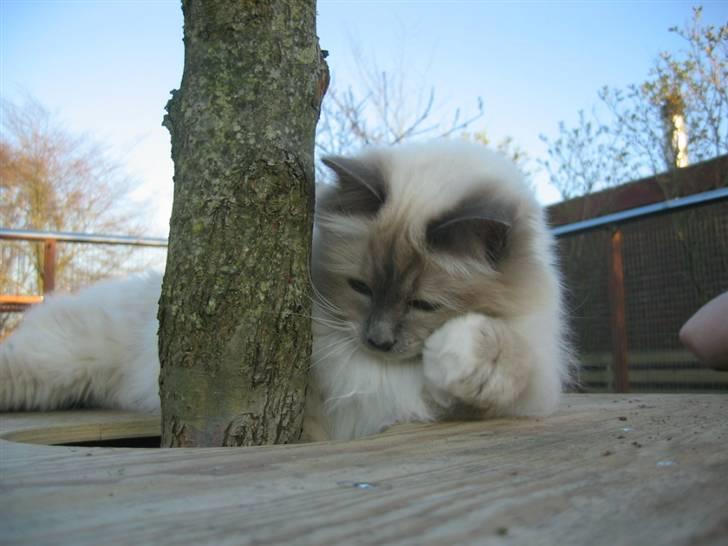 Hellig Birma Nicki * død 2007 * billede 19