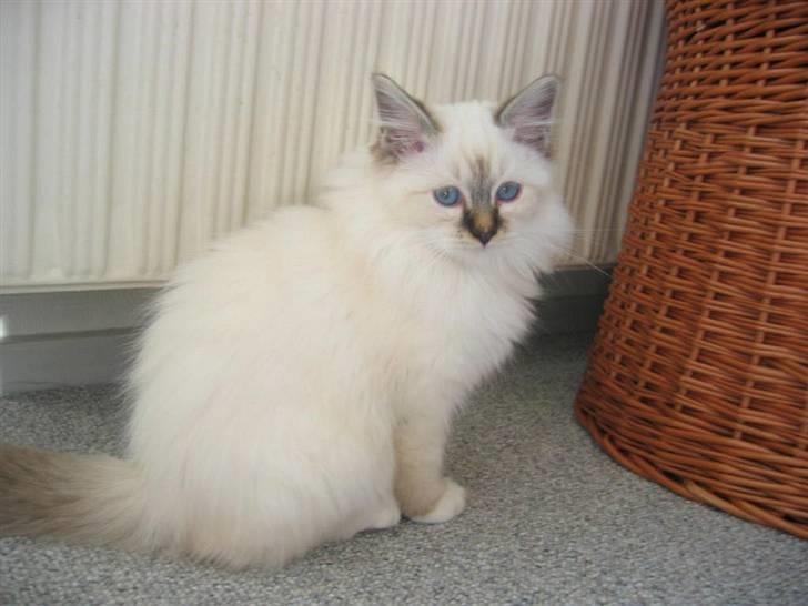 Hellig Birma Milou * død 2007 * billede 1