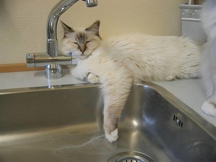 Hellig Birma Milou * død 2007 * billede 2