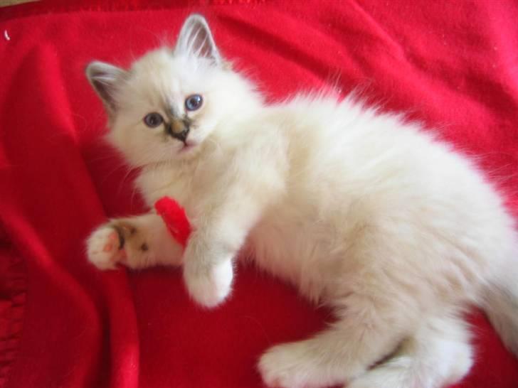 Hellig Birma Milou * død 2007 * billede 3