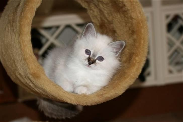 Hellig Birma Milou * død 2007 * billede 4