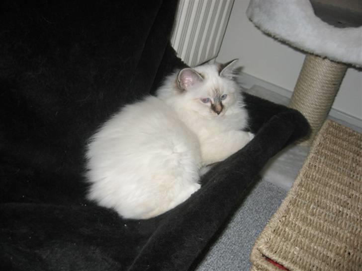 Hellig Birma Milou * død 2007 * billede 5