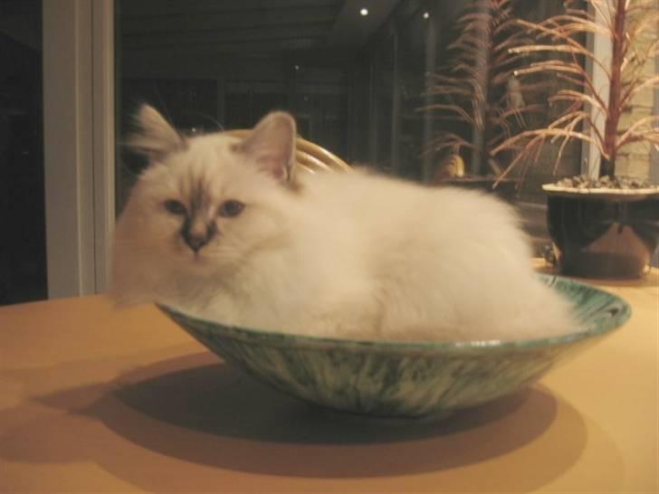 Hellig Birma Milou * død 2007 * billede 6