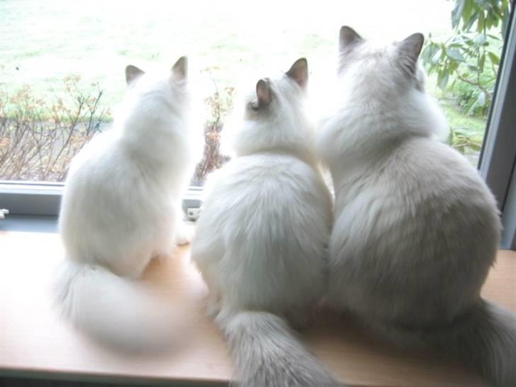 Hellig Birma Milou * død 2007 * billede 7