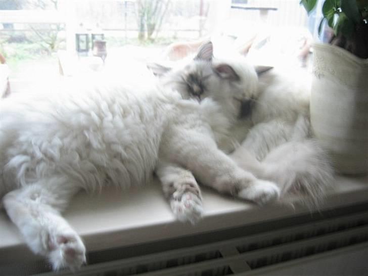 Hellig Birma Milou * død 2007 * billede 8