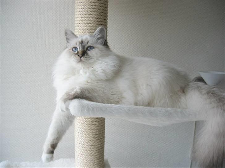 Hellig Birma Milou * død 2007 * billede 9