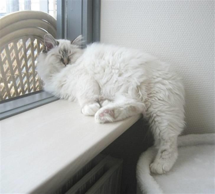 Hellig Birma Milou * død 2007 * billede 10