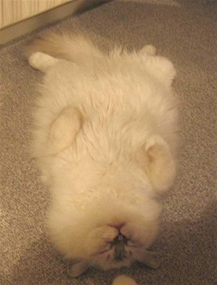 Hellig Birma Milou * død 2007 * billede 11