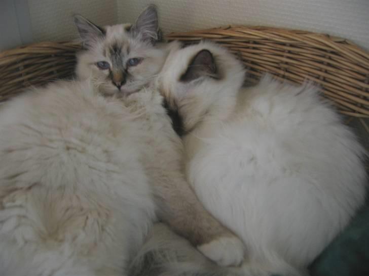 Hellig Birma Milou * død 2007 * billede 12