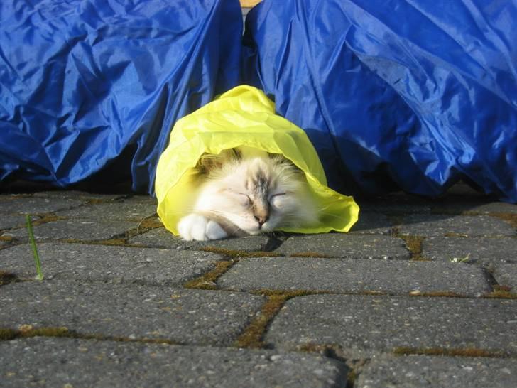 Hellig Birma Milou * død 2007 * billede 13