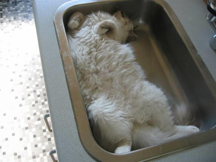 Hellig Birma Milou * død 2007 * billede 14