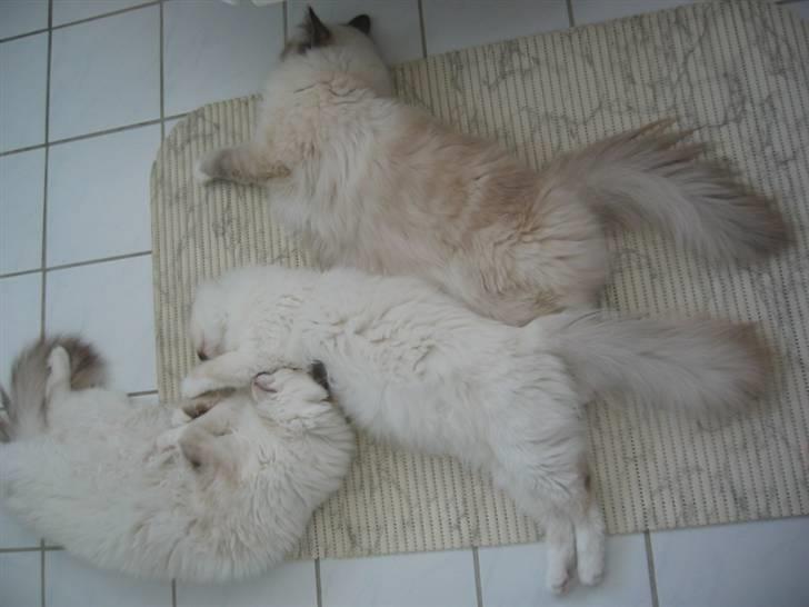 Hellig Birma Milou * død 2007 * billede 15