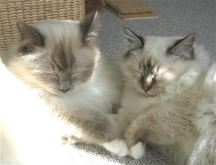 Hellig Birma Milou * død 2007 * billede 16