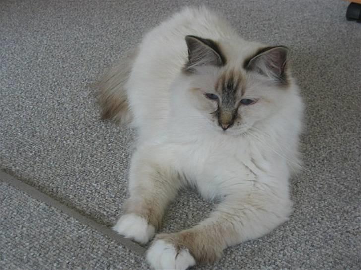 Hellig Birma Milou * død 2007 * billede 17