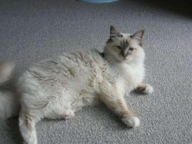 Hellig Birma Milou * død 2007 * billede 18