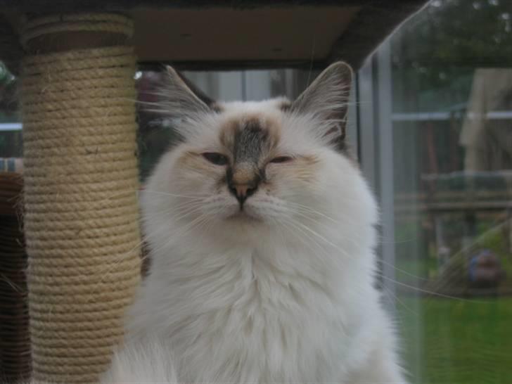 Hellig Birma Milou * død 2007 * billede 19