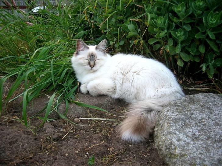 Hellig Birma Milou * død 2007 * billede 20