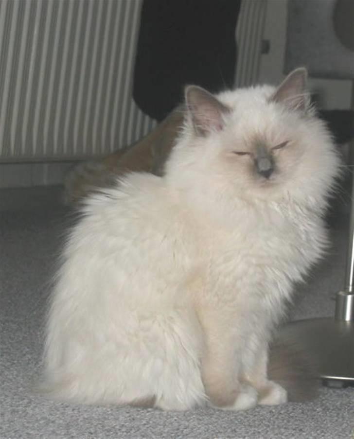 Hellig Birma Bianca * død 2006 * billede 1