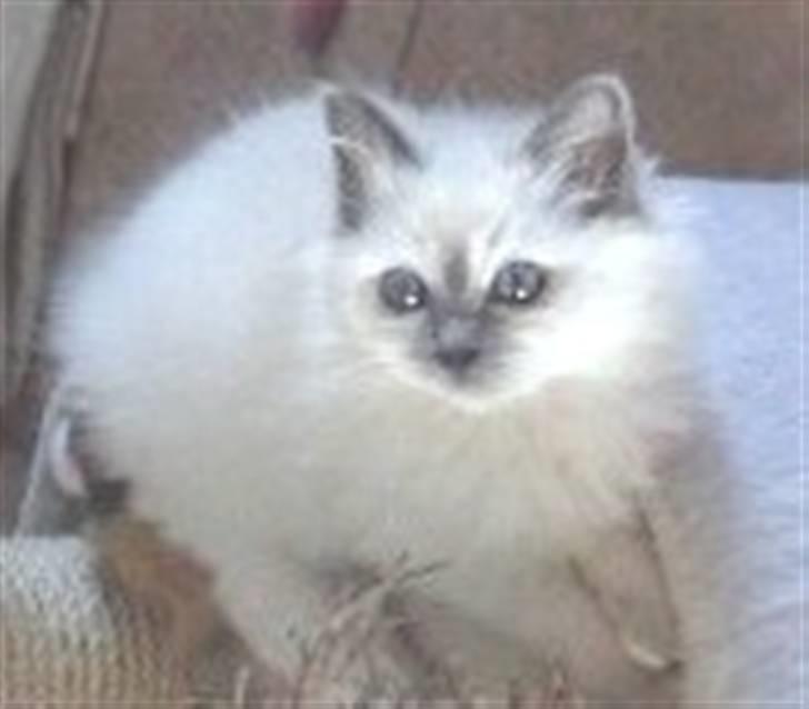 Hellig Birma Bianca * død 2006 * billede 2