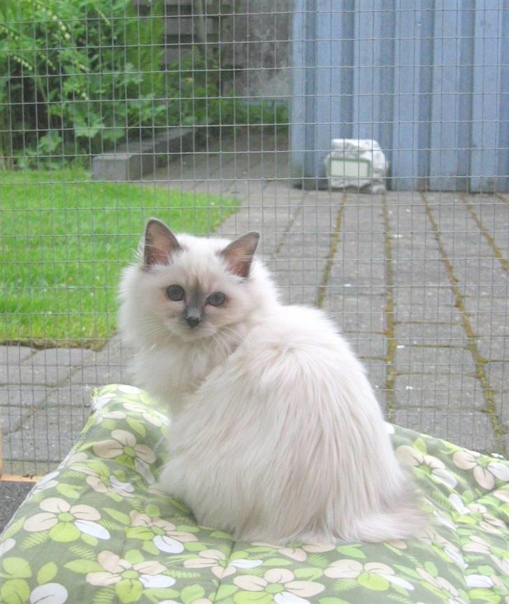 Hellig Birma Bianca * død 2006 * billede 4