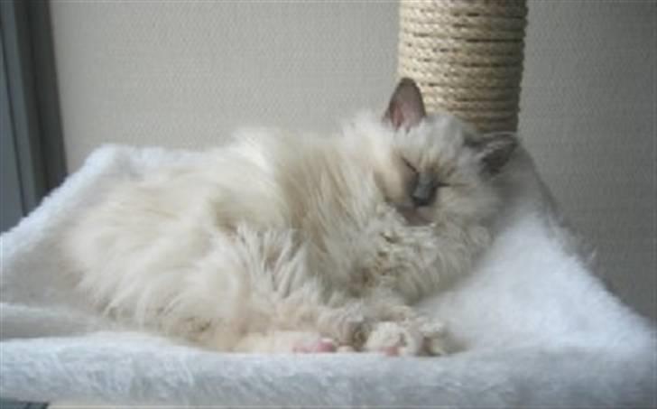 Hellig Birma Bianca * død 2006 * billede 5