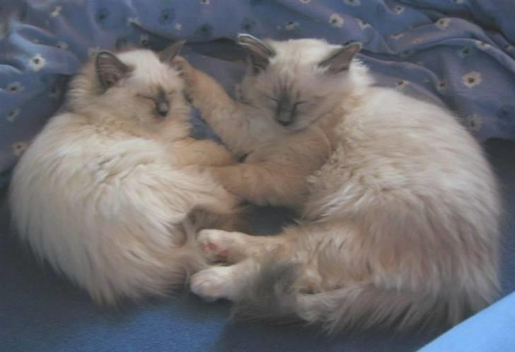 Hellig Birma Bianca * død 2006 * billede 6