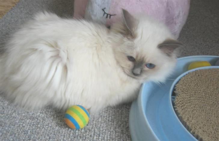 Hellig Birma Bianca * død 2006 * billede 7