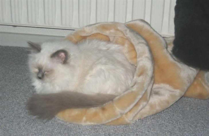 Hellig Birma Bianca * død 2006 * billede 8