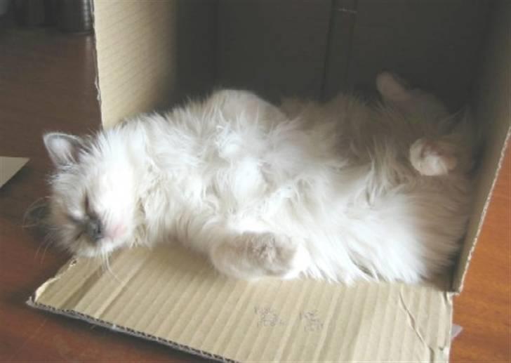 Hellig Birma Bianca * død 2006 * billede 9