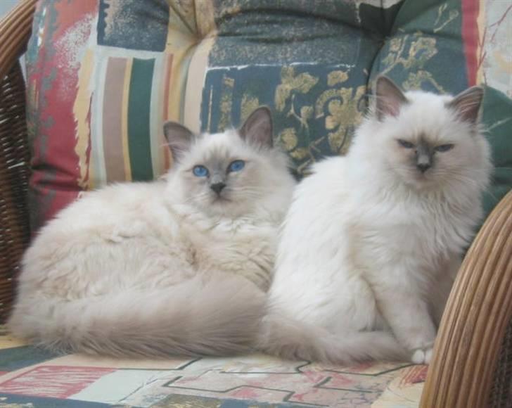 Hellig Birma Bianca * død 2006 * billede 10