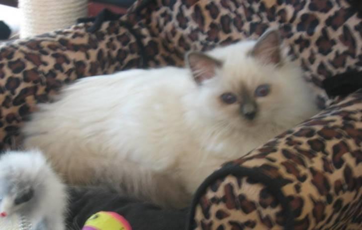 Hellig Birma Bianca * død 2006 * billede 11