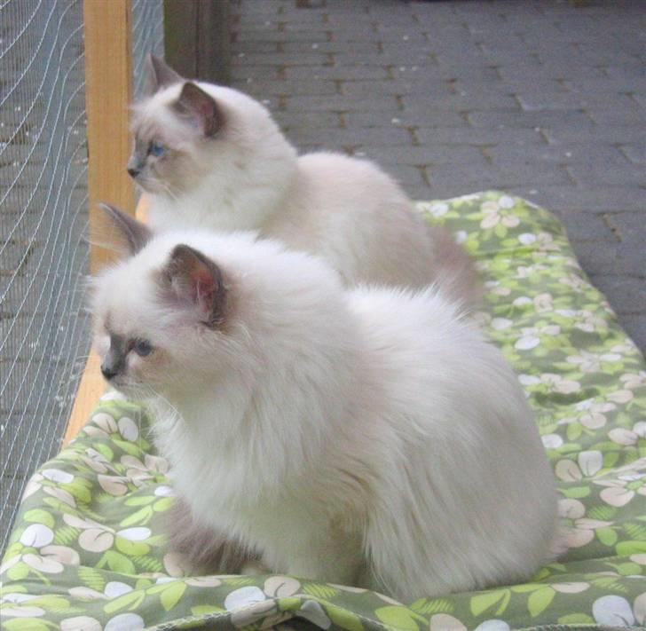 Hellig Birma Bianca * død 2006 * billede 12